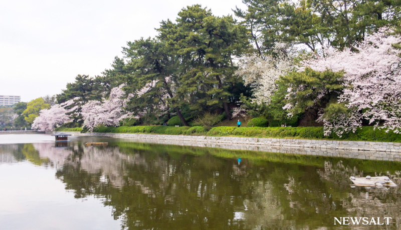 桜特集（5）