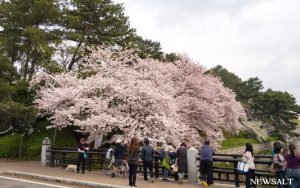 桜特集（5）