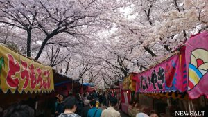 桜特集（5）