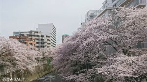 桜特集（6）