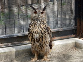 釧路市動物園 シマフクロウの卵をワシミミズクに託す試み