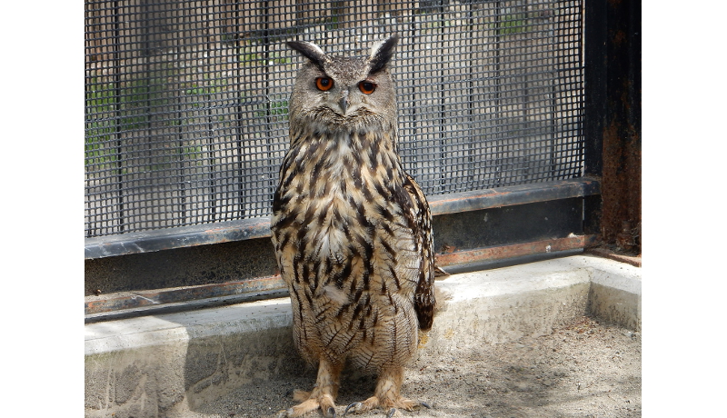 釧路市動物園 シマフクロウの卵をワシミミズクに託す試み