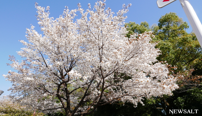 桜特集（7）