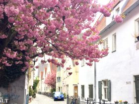 ドイツの桜（アウグスブルク）2017