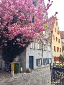 ドイツの桜（アウグスブルク）2017