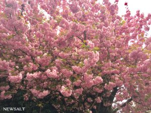ドイツの桜（アウグスブルク）2017