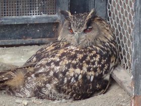 ワシミミズクに託されたシマフクロウの卵かえらず　釧路市動物園