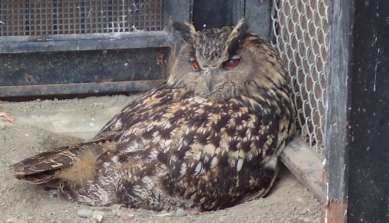 ワシミミズクに託されたシマフクロウの卵かえらず　釧路市動物園