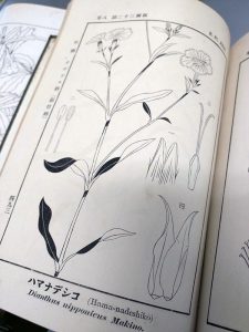 4月24日は「植物学の日」～日本の植物分類学の父・牧野富太郎