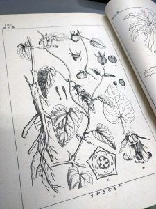 4月24日は「植物学の日」～日本の植物分類学の父・牧野富太郎