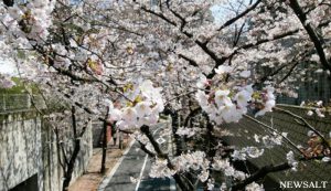  2017年桜特集（1）