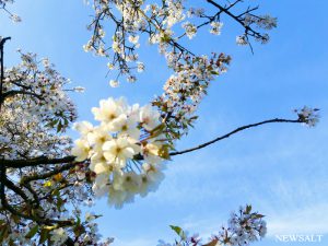 桜特集～ヨーロッパの春（チェコ）