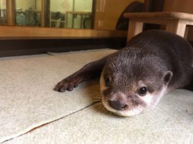 31日「世界カワウソの日」によこはま動物園で特別イベント