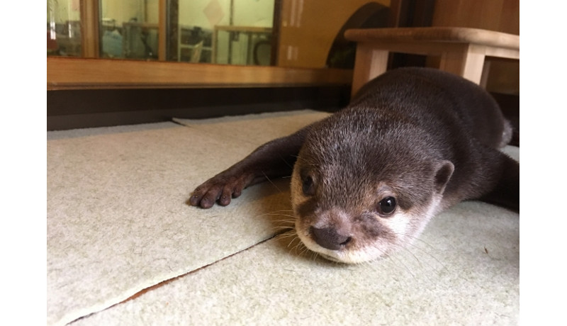 31日「世界カワウソの日」によこはま動物園で特別イベント