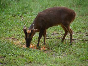 伊豆大島のキョン捕獲チームの名称を募集