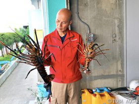 鳥羽水族館で2Kgを超える巨大イセエビを展示