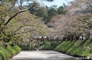 青森「弘前さくらまつり」７日まで　遅咲きの桜が見頃