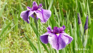 1_「花菖蒲を楽しむ」小石川後楽園で見頃