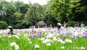 2_「花菖蒲を楽しむ」小石川後楽園で見頃