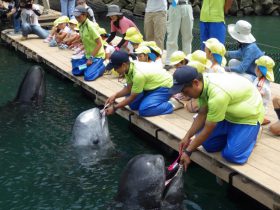 「クジラの歯みがき」公開 和歌山県くじらの博物館