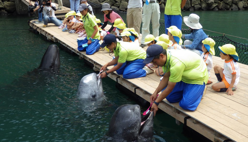 「クジラの歯みがき」公開 和歌山県くじらの博物館