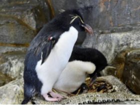 ミナミイワトビペンギンの凍結精子による繁殖成功の可能性　大阪・海遊館