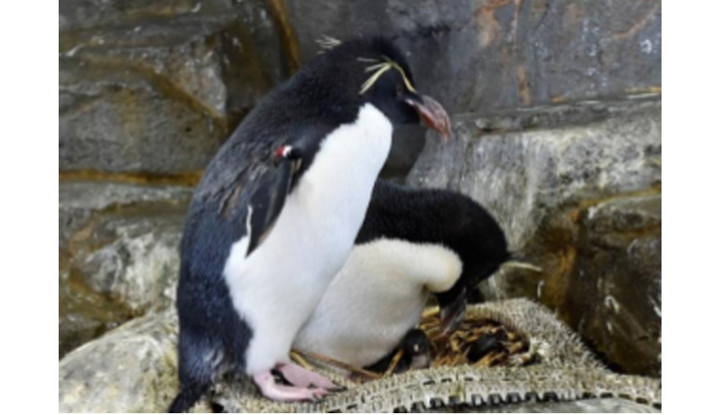 ミナミイワトビペンギンの凍結精子による繁殖成功の可能性　大阪・海遊館