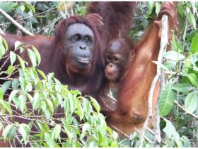 コップ1杯の水からオランウータンなど絶滅危惧種のDNAを検出