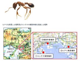 特定外来生物ヒアリ、尼崎に次いで神戸で確認