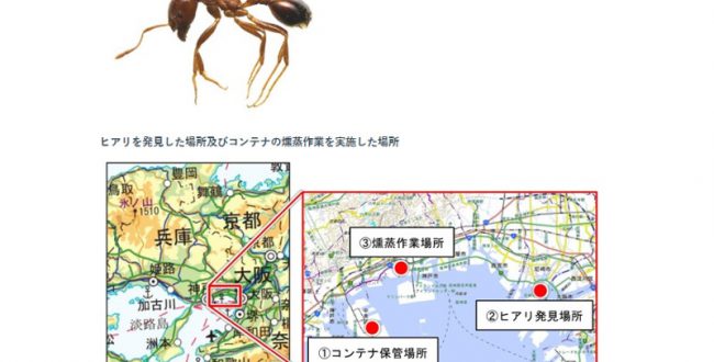 特定外来生物ヒアリ、尼崎に次いで神戸で確認