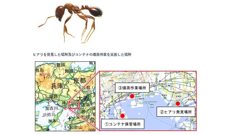 特定外来生物ヒアリ、尼崎に次いで神戸で確認