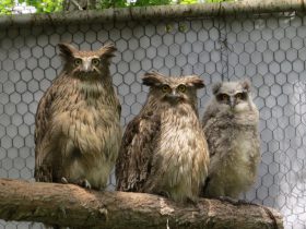 絶滅危惧種シマフクロウが7年ぶりにふ化　釧路市動物園