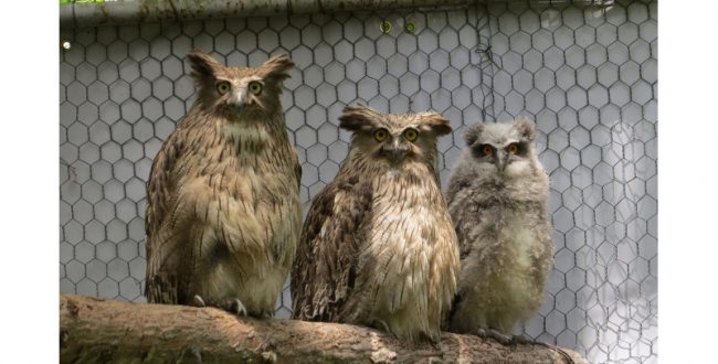 絶滅危惧種シマフクロウが7年ぶりにふ化　釧路市動物園