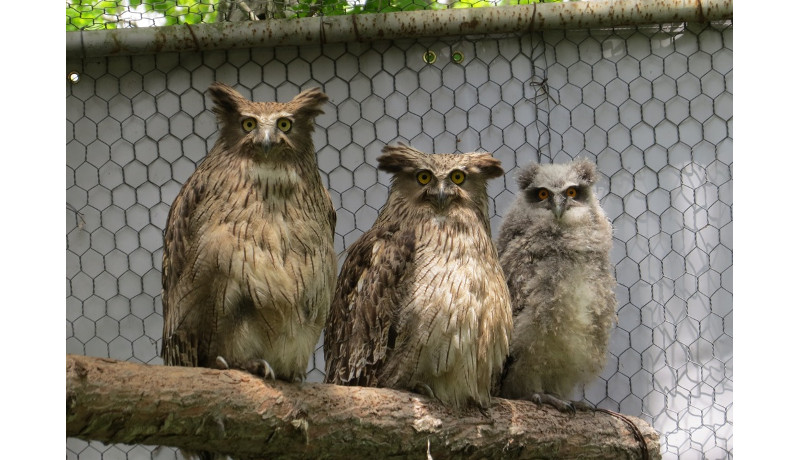 絶滅危惧種シマフクロウが7年ぶりにふ化　釧路市動物園