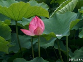 上野公園でハスの花が咲き始め