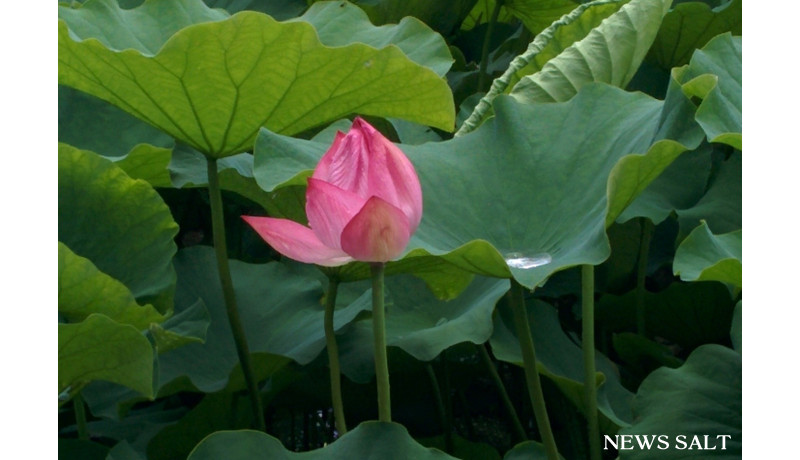 上野公園でハスの花が咲き始め