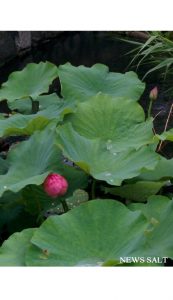 上野公園でハスの花が咲き始め2