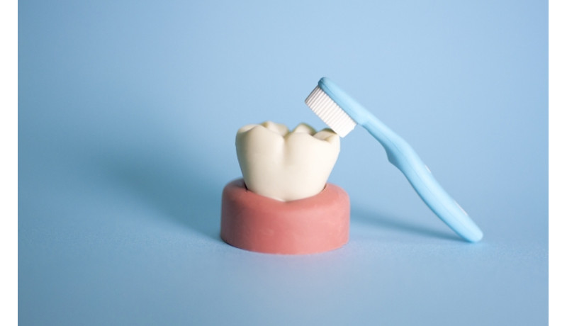 歯の健康と健康長寿の関係 東北大が調査