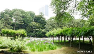 3_「花菖蒲を楽しむ」小石川後楽園で見頃