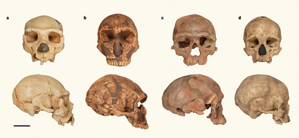 30万年前のホモ・サピエンスの化石をモロッコで発見