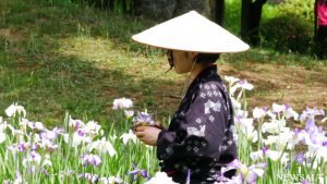 小石川後楽園でハナショウブが見頃　18日まで