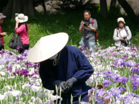 icatch_「花菖蒲を楽しむ」小石川後楽園で見頃