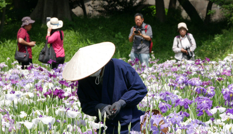 icatch_「花菖蒲を楽しむ」小石川後楽園で見頃