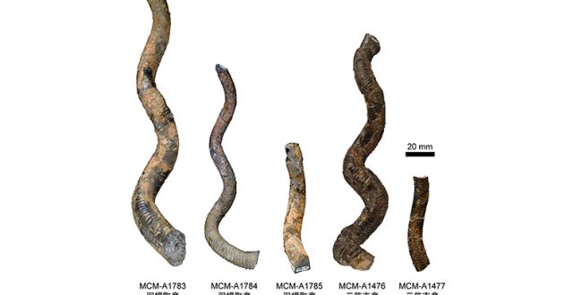 北海道のアンモナイト化石、新種と認定 殻の形状に特徴 三笠市博物館