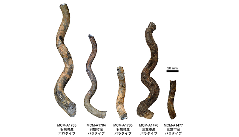 北海道のアンモナイト化石、新種と認定 殻の形状に特徴 三笠市博物館