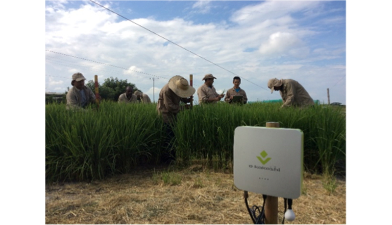 日本のIoT技術でコロンビアの稲作を支援