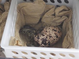 那須どうぶつ王国でライチョウふ化　全国で5施設目