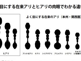 特定外来種ヒアリについて各機関が参考サイト