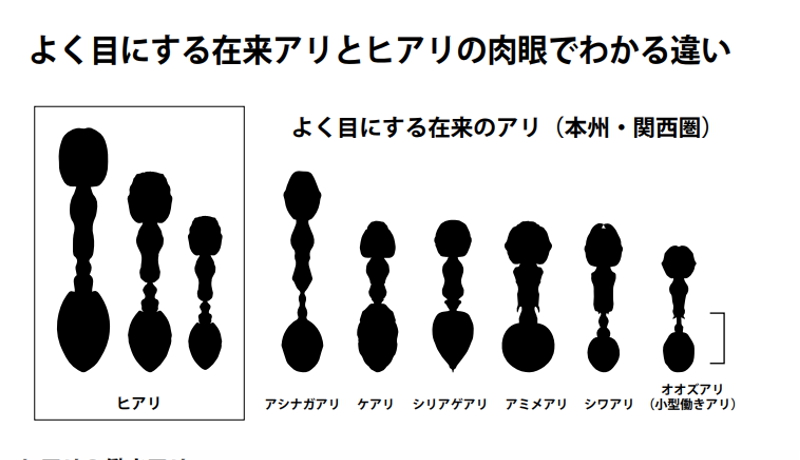 特定外来種ヒアリについて各機関が参考サイト