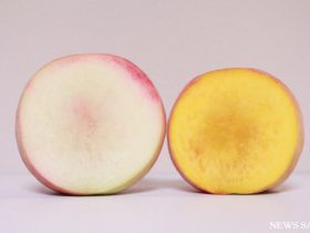 黄色い桃の時代到来？ 品種改良で誕生した「幻の桃」、8月が旬